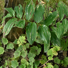 Polygonatum