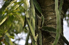 Hylocereeae