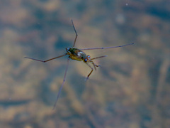 Gerridae