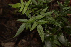 Rubus rosifolius