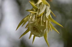 Hylocereeae