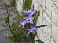 Campanula versicolor