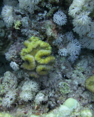 Lobophyllia