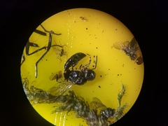 Crossocerus