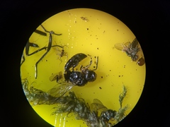 Crossocerus