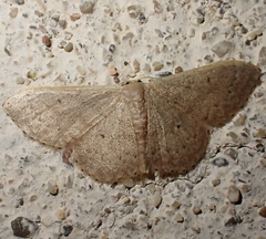 Idaea eugeniata
