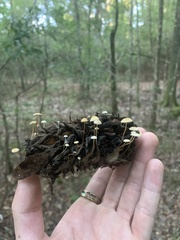 Strobilurus conigenoides