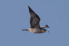 Larus californicus
