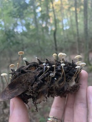 Strobilurus conigenoides