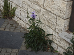 Campanula versicolor