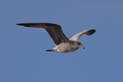 Larus californicus