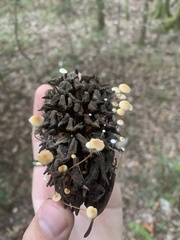 Strobilurus conigenoides