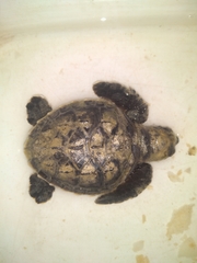 Eretmochelys imbricata