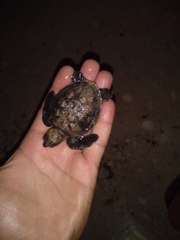 Eretmochelys imbricata