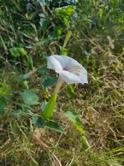 Datura discolor