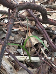 Thelymitra pauciflora