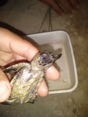 Eretmochelys imbricata