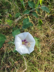 Datura discolor