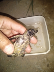 Eretmochelys imbricata