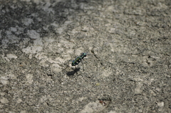 Cosmodela batesi