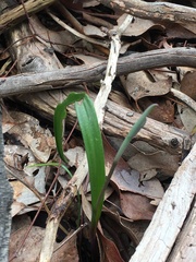 Thelymitra pauciflora