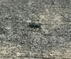 Cosmodela batesi