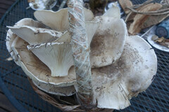 Catathelasma ventricosum