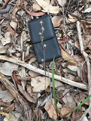 Thelymitra pauciflora