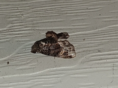 Homophoberia apicosa