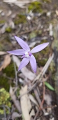 Glossodia major