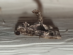 Homophoberia apicosa