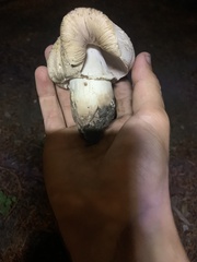 Leucoagaricus barssii