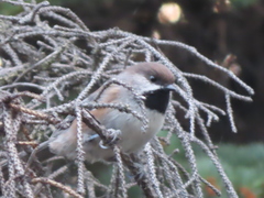 Poecile hudsonicus