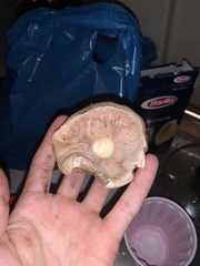 Leucoagaricus barssii