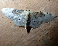 Idaea filicata