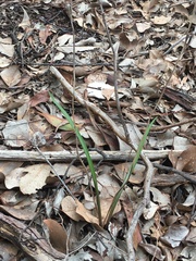 Thelymitra pauciflora