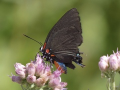 Atlides halesus