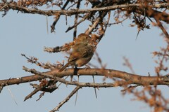 Cisticola fulvicapilla