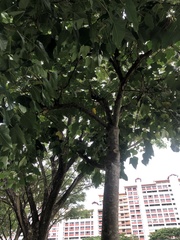 Oriolus chinensis
