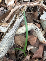 Thelymitra pauciflora