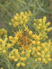 Crossidius suturalis