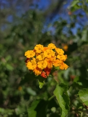 Lantana urticoides