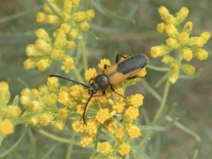 Crossidius suturalis