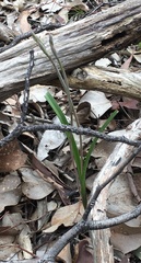 Thelymitra pauciflora