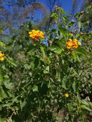 Lantana urticoides