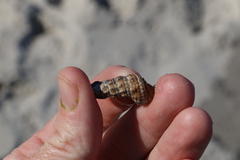 Batillaria australis