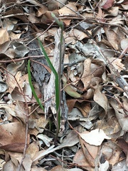 Thelymitra pauciflora