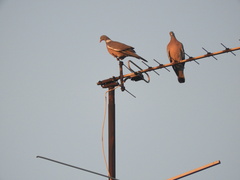 Columba palumbus palumbus