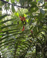 Centropogon granulosus