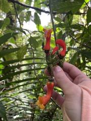 Centropogon granulosus